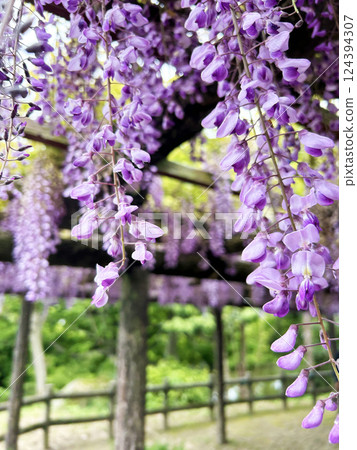 A landscape with wisteria's flowers 124394307
