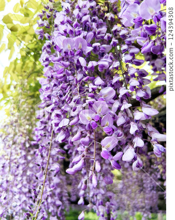 Colorful wisteria flowers 124394308