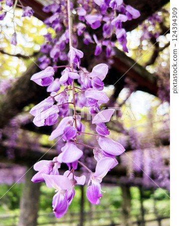 Brilliant wisteria flower 124394309
