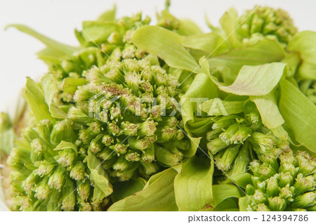 Fukinoto (butterbur sprout) Fukinoto (butterbur sprout) 124394786