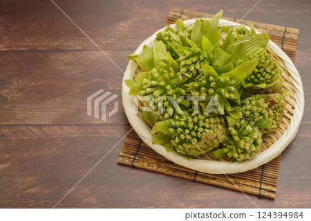 Fukinoto (butterbur sprout) 124394984