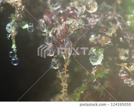 Bell-shaped drops (20250321072800) Bell-shaped drops (20250321072800) 124395050