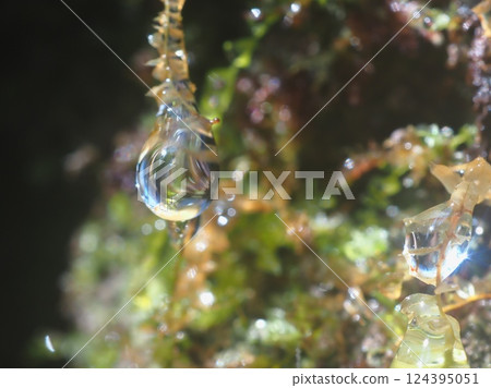 Sparkling drops in the morning (20250321072704) 124395051