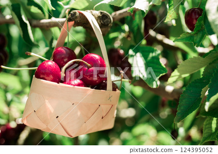 Ripe juicy cherry berry in wicker basket on tree in cherry garden 124395052