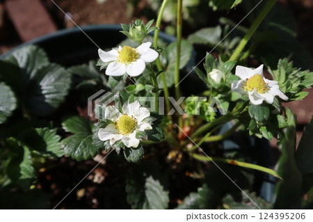Strawberry white flower 124395206