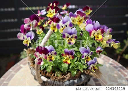在籃子裡種植巴尼耳中提琴 在籃子裡種植巴尼耳中提琴 124395219