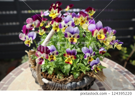 在籃子裡種植小花紫羅蘭 在籃子裡種植小花紫羅蘭 124395220