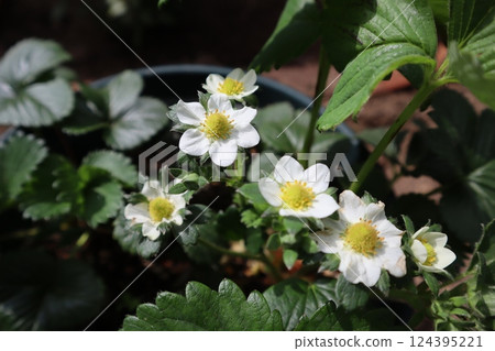 春天盛開的草莓白花 春天盛開的草莓白花 124395221