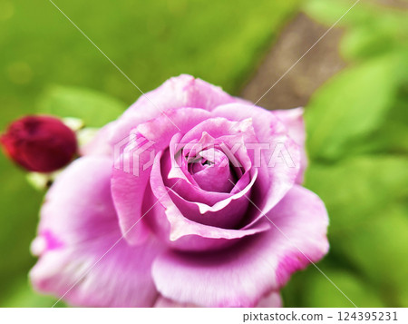 Up of pink roses Up of pink roses 124395231