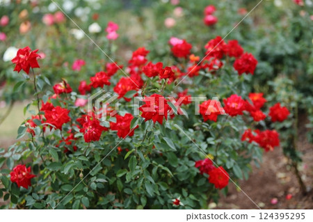 Arao City Ominous Citizen Flower Bed Rose Flower, Arao City Ominous Citizen Flower Bed Rose Flower, 124395295
