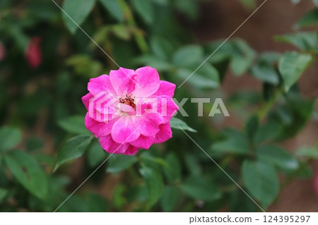 Arao City Ominous Citizen Flower Bed Rose Flower, Arao City Ominous Citizen Flower Bed Rose Flower, 124395297