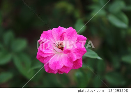 Arao City Ominous Citizen Flower Bed Rose Flower, 124395298