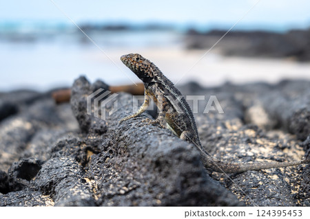 Lizard on the rocky beach of Isabela Island, Galapagos Lizard on the rocky beach of Isabela Island, Galapagos 124395453
