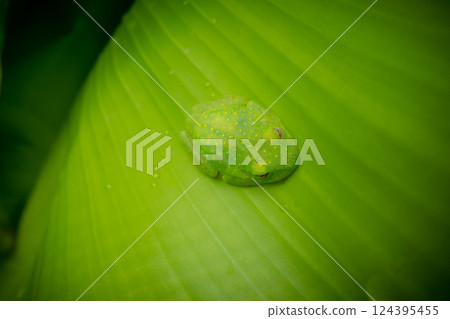 Green centrolenidae, glass frog resting on a leaf in the Amazon Green centrolenidae, glass frog resting on a leaf in the Amazon 124395455
