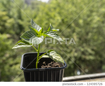Bulgarian pepper seedlings. Growing plants at home Bulgarian pepper seedlings. Growing plants at home 124395726