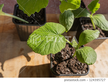 Growing seedlings of zucchini in pots with organic soil. vegetable growing. Growing seedlings of zucchini in pots with organic soil. vegetable growing. 124395727