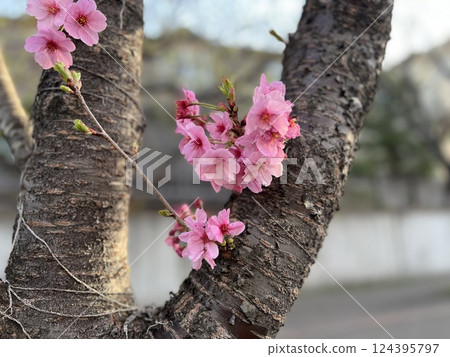 開始綻放的櫻花特寫 124395797
