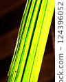 Striped yellow-green abstract background on black. Light. Vertical 124396052