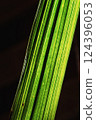 Striped yellow-green abstract background on black. Vertical 124396053