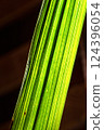 Striped yellow-green abstract background on black. Vertical 124396054