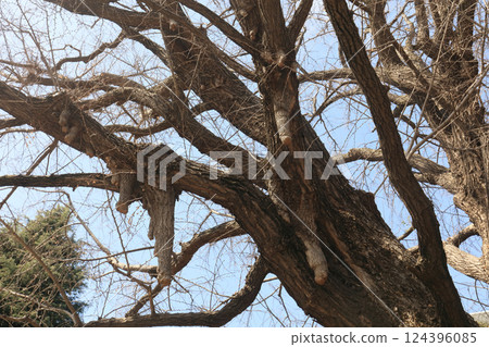 Milk ginkgo tree in the garden of the former Iwasaki residence 124396085