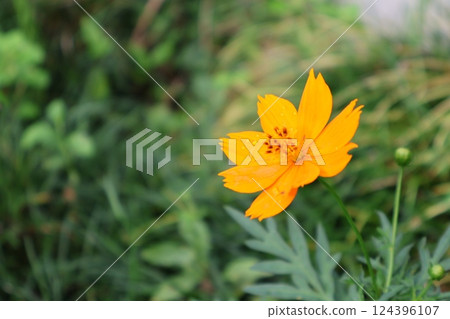 灌木上的橙色花朵 124396107