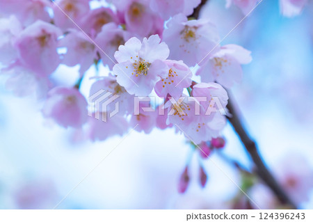 Newly bloomed cherry blossoms 124396243