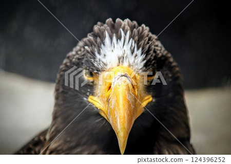 Steller's sea eagle with sharp eyes 124396252