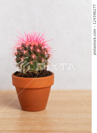 Small pink cactus growing in terracotta pot on wooden table 124396277