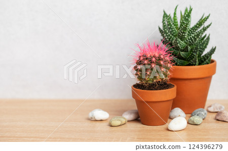 Pink cactus and succulent plants resting on wooden table 124396279