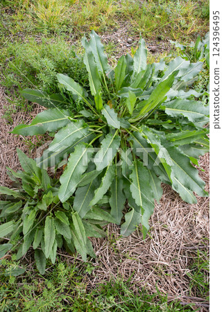 Sorrel growing in the field 124396495
