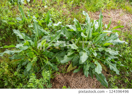 Sorrel growing in the field 124396496