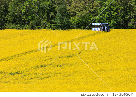 A tractor runs through a yellow carpet of rapeseed flowers in Abira Town, Hokkaido [May] 124396567