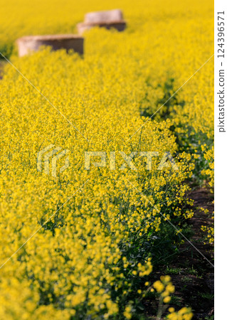 Abira Town, Hokkaido: A yellow carpet of rapeseed flowers and rolls of grass [May] 124396571