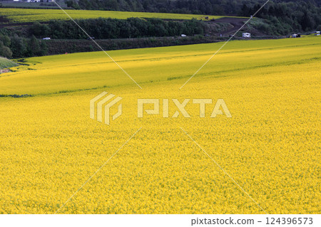Abira Town, Hokkaido: A yellow carpet of rapeseed flowers in May Abira Town, Hokkaido: A yellow carpet of rapeseed flowers in May 124396573