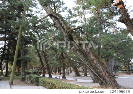 出雲大社神社的方法 出雲大社神社的方法 124396629