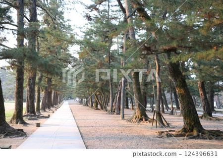 Izumo Taisha Shrine approach 124396631