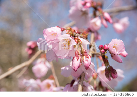 垂枝櫻花苞 124396660