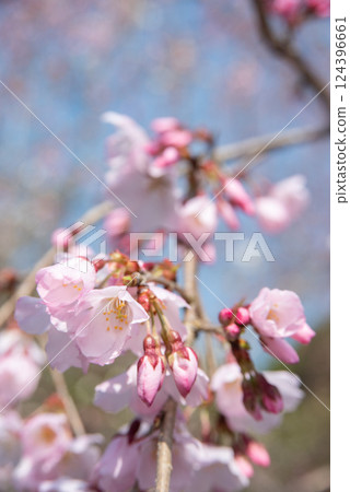 垂枝櫻花苞 124396661