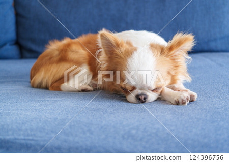 Chihuahua puppy sleeping on the sofa 124396756