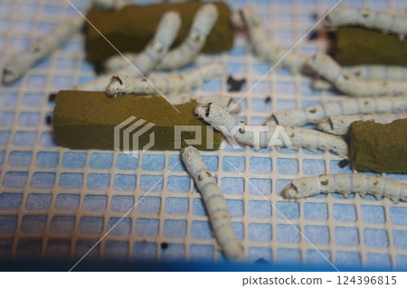 Silkworm rearing 124396815