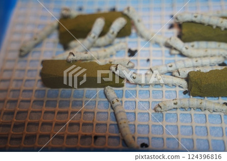 Silkworm rearing 124396816