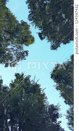 Looking up at the blue sky and trees Looking up at the blue sky and trees 124397432
