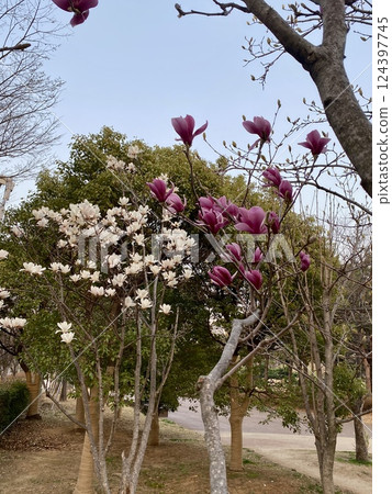 Magnolia Blossom in Full Bloom 124397745