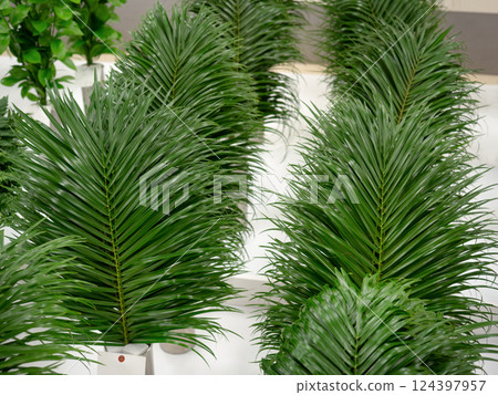 Leafy Phoenix robernii 124397957