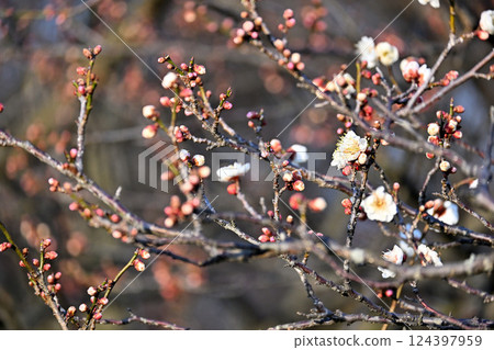 Plum blossoms, Toyama Prefectural Central Botanical Garden 124397959
