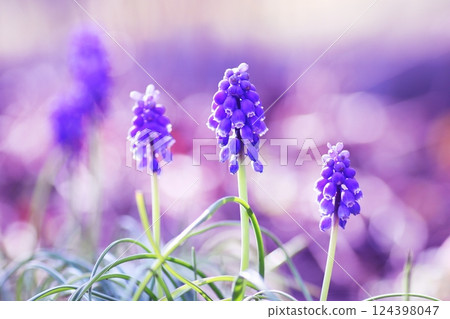 Blue Muscari Flower Blue Muscari Flower 124398047