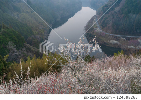 Tsukigase Baikei Early morning Plum blossoms in full bloom Nara Prefecture 124398265