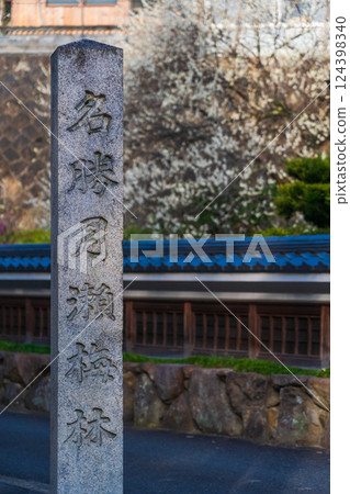 Tsukigase Baikei, Plum blossoms and stone monument, Nara Prefecture 124398340