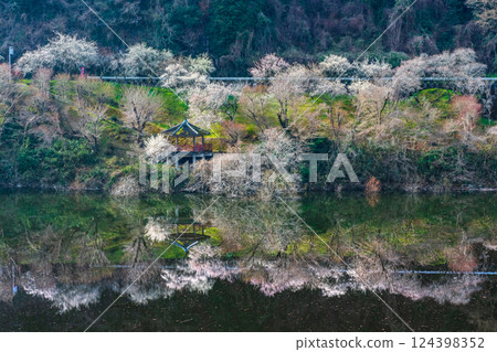 Tsukigase Baikei Early morning Plum blossoms in full bloom Nara Prefecture 124398352